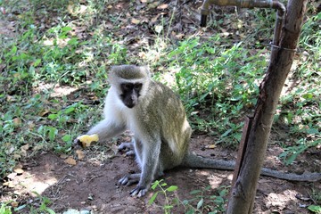 long tailed macaque with orange fruit