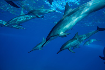 A family of wild dolphins playing in the clear ocean waters. Mauritius, Indian Ocean