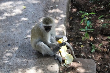 long tailed macaque with orange fruit