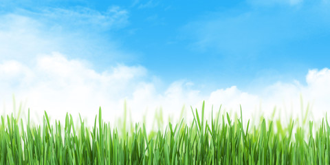 Fototapeta na wymiar Abstract summer grass field and sky wide backdrop