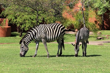 Fototapeta na wymiar two zebras in the grass