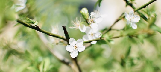 White spring flowers with green leaves and branches on the background.