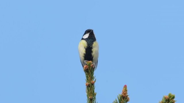 Great tit sitting on top of a spruce and singing