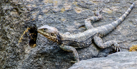 lizard on the rock