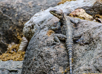 lizard on the rock