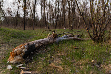 dry fallen tree in the forest