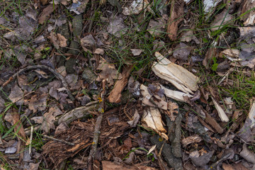 pieces of bark in the park