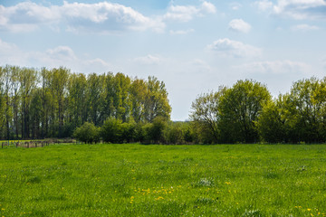 Spring morning in dutch landscape. Agricultural landscape. Pine forest near green field. Sunny morning. Blue sky. Quiet place. Netherlands.