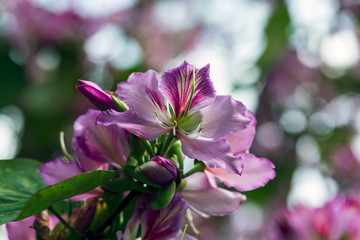 Fototapeta premium Beautiful pink flowers growing in the garden