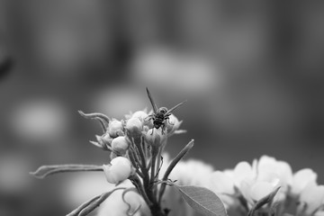 wasp on blossom