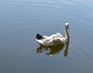 Biały Łabędź © Iwona