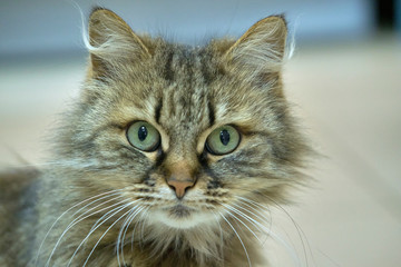 Turkish angora tortoise-colored close up