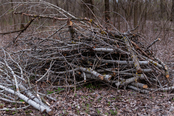 pruned tree branches in the forest in early spring