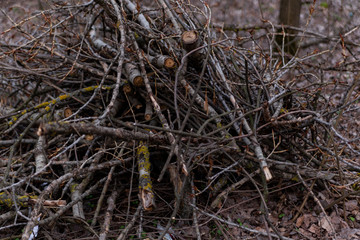 pruned tree branches in the forest in early spring