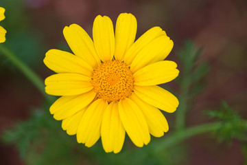 Garden camomile flowers, field with camomiles, camomile closeup, natural antiseptic. Chamomile close up. Chamomile medicinal plant on a sunny day. Blooming chamomile field natural herbal treatment.