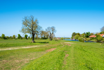 Big tree in a countryside landscape with a clear blue sky