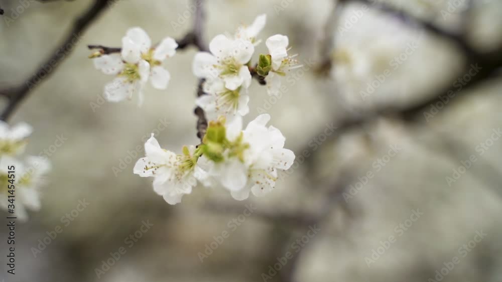 Sticker cherry blossom in spring