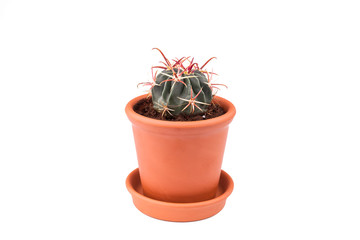 Cactus in a clay red pot on a white background, cutout.