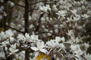 magnolia flower on branches in early spring