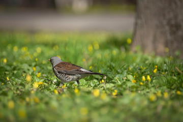 thrush fieldfare in early spring walks on the ground