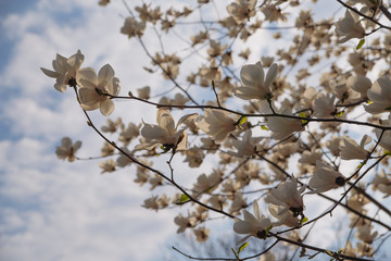 magnolia flower on branches in early spring