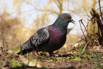A simple city pigeon stands with an open beak in a city park. Gray dove walks in the park