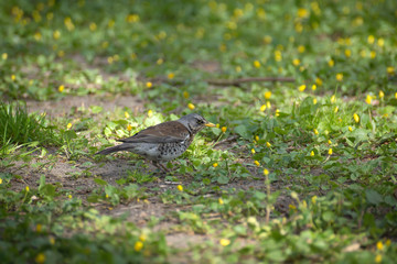 thrush fieldfare in early spring walks on the ground