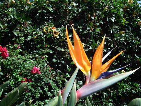 Paradisvogelblume auf La Palma
