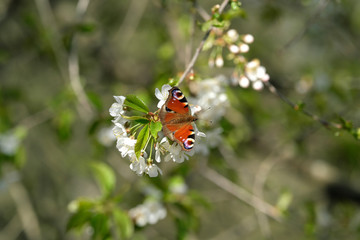 Schmetterling Tagpfauenauge auf weißer Blüte - Stockfoto