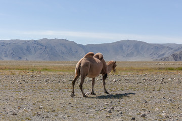 Camel in steppe with mountains in the background. Altai, Mongolia