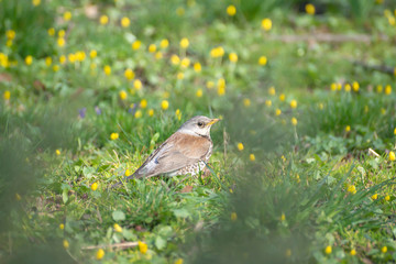 thrush fieldfare in early spring walks on the ground