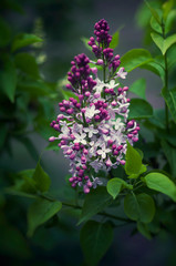 lilac bush in green leaves, purple lilac flowers in spring