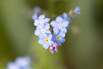 Pastel blue forget-me-not flowers