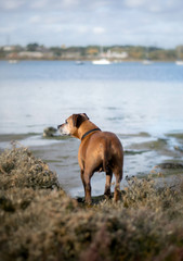 Staffordshire bull terrier dog in the nature