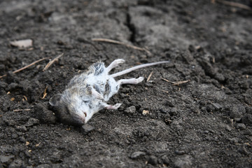 Dead field mouse on the ground