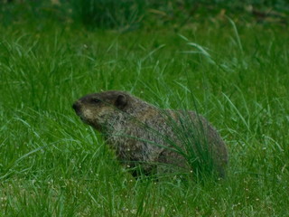 Groundhog