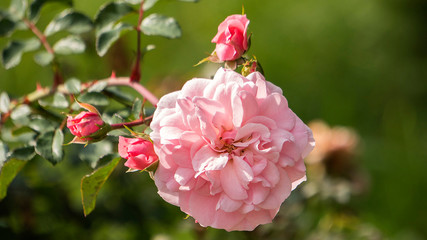 róża w ogrodzie