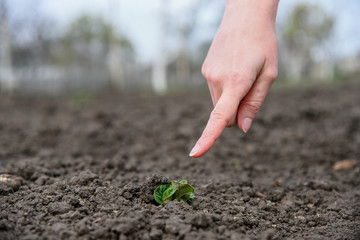 Hands of farmer point on the sprout.
