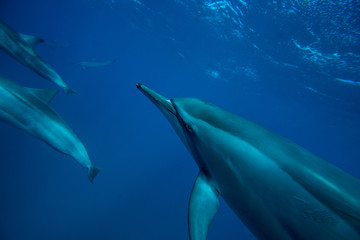 A family of wild dolphins playing in the clear ocean waters. Mauritius, Indian Ocean