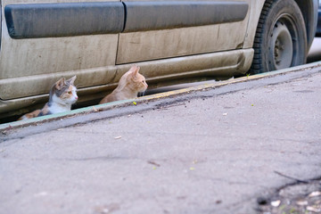 two street cats sitting under the car