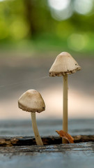 Leśne grzyby © Roman Trojanowski