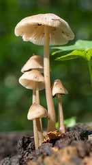 Leśne grzyby © Roman Trojanowski