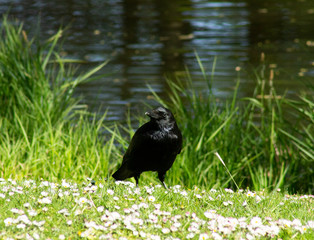 carrion crow in a park