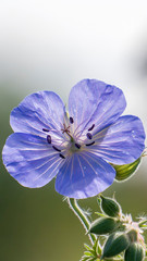 fioletowe kwiaty na łące © Roman Trojanowski