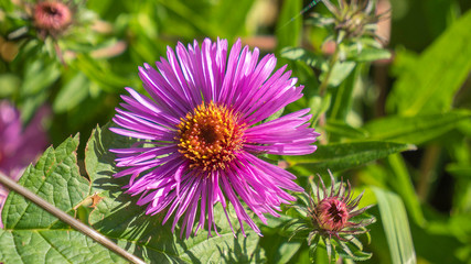 fioletowe kwiaty na łące © Roman Trojanowski