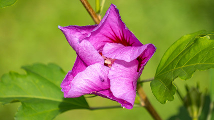 fioletowe kwiaty na łące © Roman Trojanowski