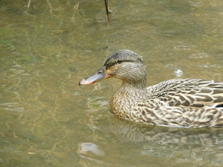 A Duck In a Pond.