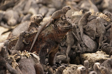 Iguana in Galapagos