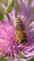 Kwiaty ostu na łące wraz z pszczołami