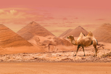 A beautiful eastern or african scene of a single camel with sandy dunes or pyramids under a pink...